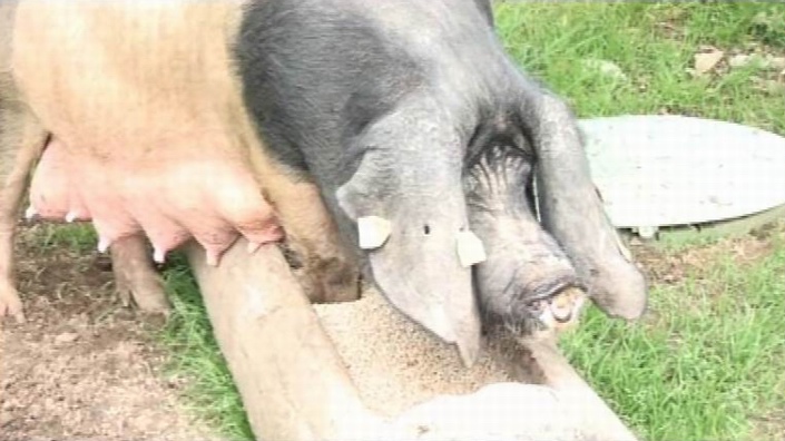 Porc basque aux Aldudes (ph PaysudTv)