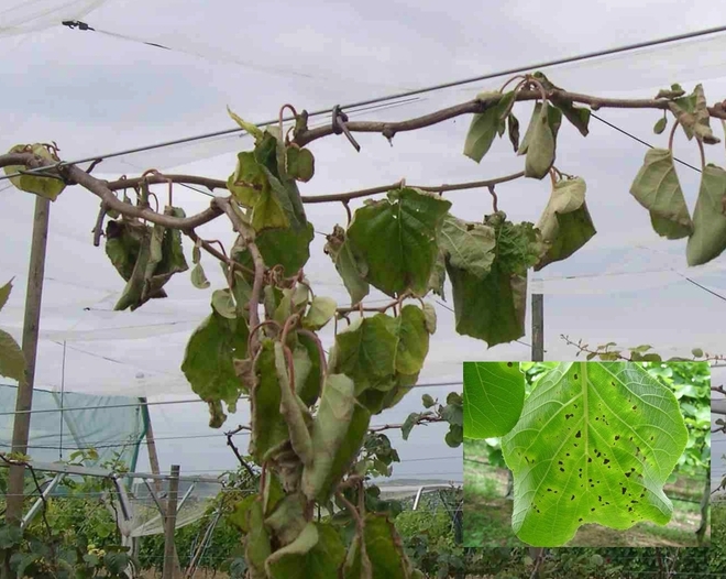 Verger victime  du pseudomonas, avec gros plan sur une feuille (ph JP Faure)