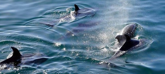 Les dauphins du Golfe de Gascogne menacés selon FNE