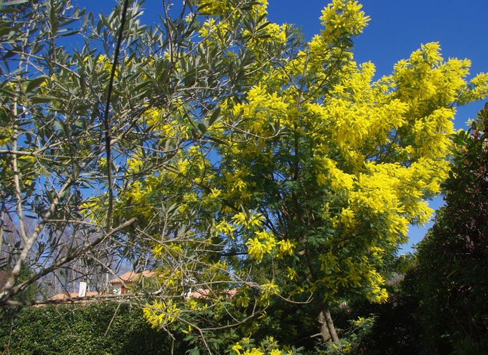 Le printemps avant l'heure