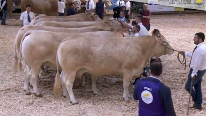 Salon de l'agriculture:la blonde d'Aquitaine en forme