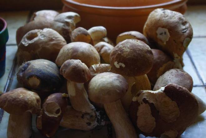 Cèpes cueillis en Périgord les jours derniers (Ph Paysud)