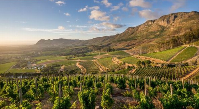 Le vin de Constance passera par Bordeaux