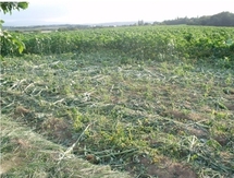 Champ fauché (ph site mdf) Champ fauché (ph site mdf)