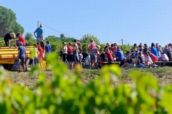 Des vendanges collectives à Château Réaut (Gironde)