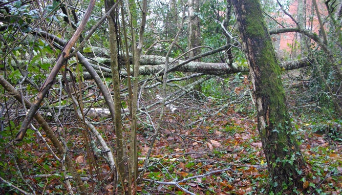 Dans un bois de bouleaux de l'Entre-deux-Mers (ph Paysud)