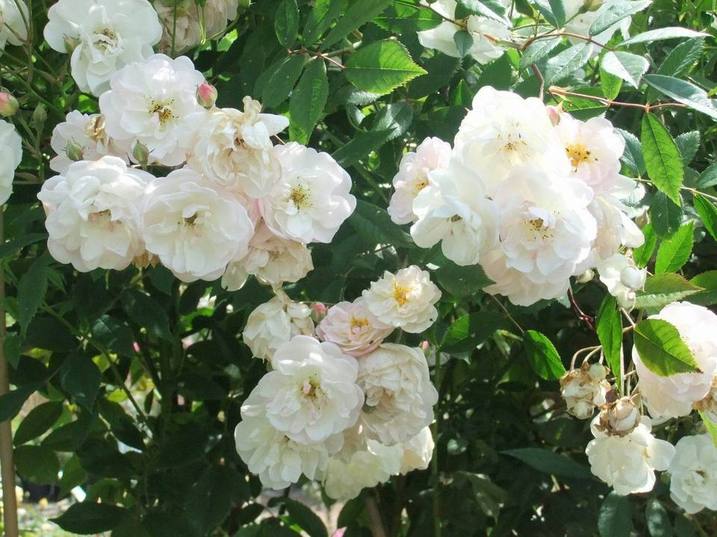 La rose Jean-Jacques Rousseau (Ph DR-dossier de presse) La rose Jean-Jacques Rousseau (Ph DR-dossier de presse)