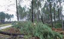 Traces de klaus (Ph Paysud) Traces de klaus (Ph Paysud)