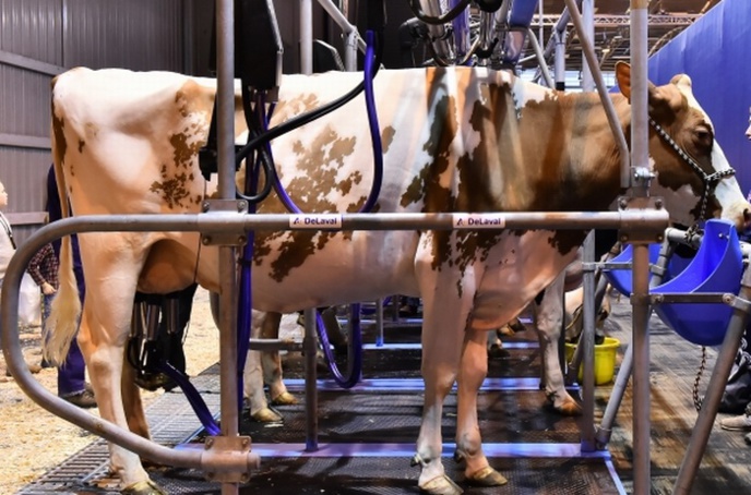 Il y a toujours besoin de lait... (ph SIA) Il y a toujours besoin de lait... (ph SIA)