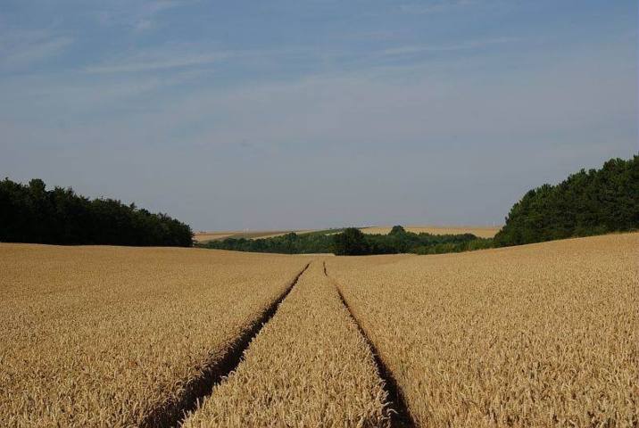 Champ de blé à mâturité. C'est beau! (Ph Pierre Vincent (Arvalis)