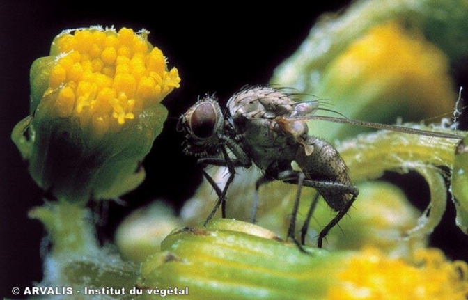 Ph Arvalis Ph Arvalis