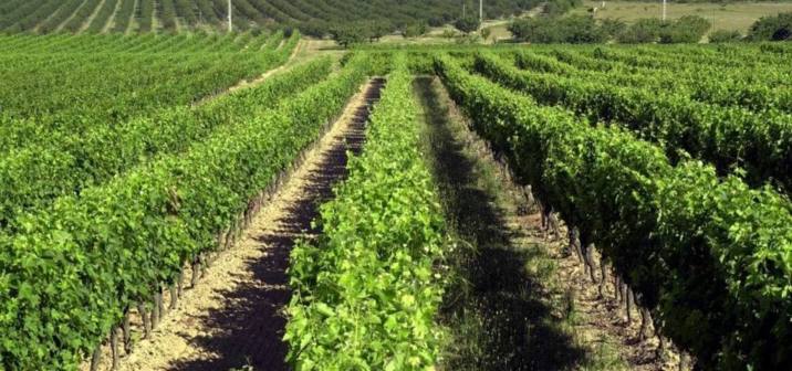 Vignoble du Brulhois en Lot-et-Garonne (Ph DR) Vignoble du Brulhois en Lot-et-Garonne (Ph DR)