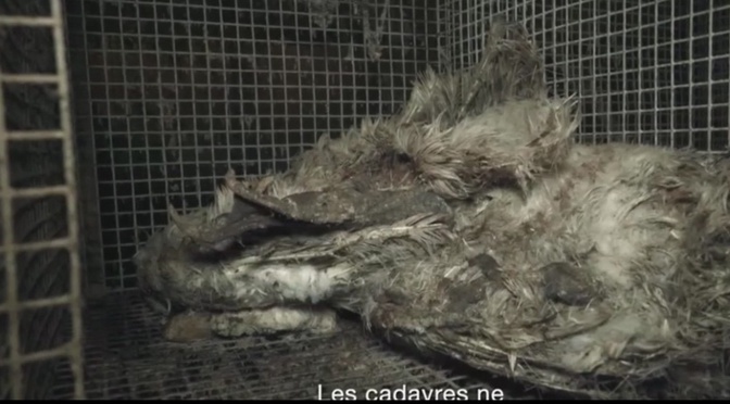 Capture d'écran de la vidéo de L214 Capture d'écran de la vidéo de L214