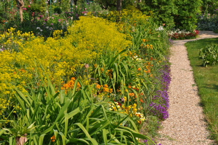 Pastel isatis tinctoria (F Mothe)