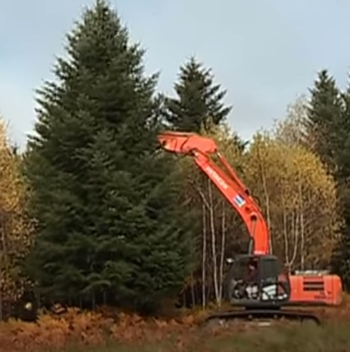 Bordeaux:cet arbre de Noël qu'on abat