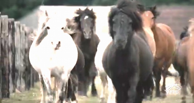 Capture d'écran vidéo FFE Capture d'écran vidéo FFE