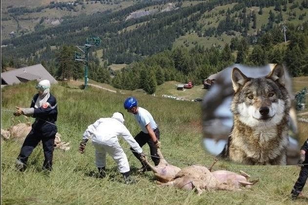  Le  Sénat ouvre la chasse au loup dans des zones  d'exclusion