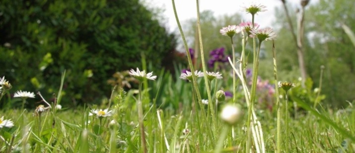 Prairie de printemps (Ph Paysud)