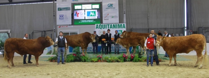 Le podium pour les éleveurs limousins (Ph DR) Le podium pour les éleveurs limousins (Ph DR)
