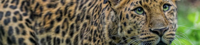 La panthère de l'Amour, jusqu'à 1,60m de long... (DR) La panthère de l'Amour, jusqu'à 1,60m de long... (DR)