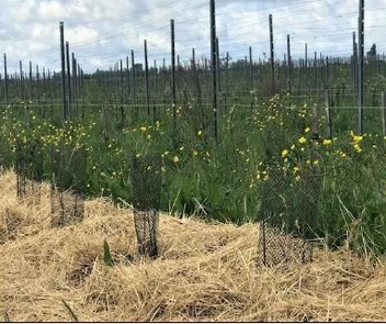 Château Dubraud: vitiforesterie à la place du travail du sol