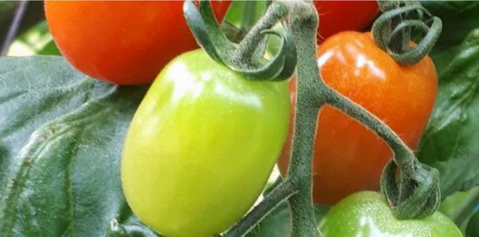 Tomates bios (ph Interbio)