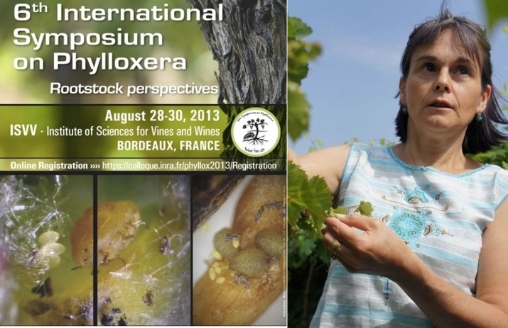 Rencontre internationale sur le phylloxera: l'ennemi de la vigne toujours sous surveillance