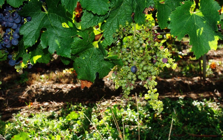 Une récolte de vin impactée par le mauvais temps et le millerandage dans le Bordelais