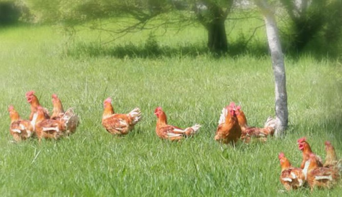 Ph Synalaf Ph Synalaf