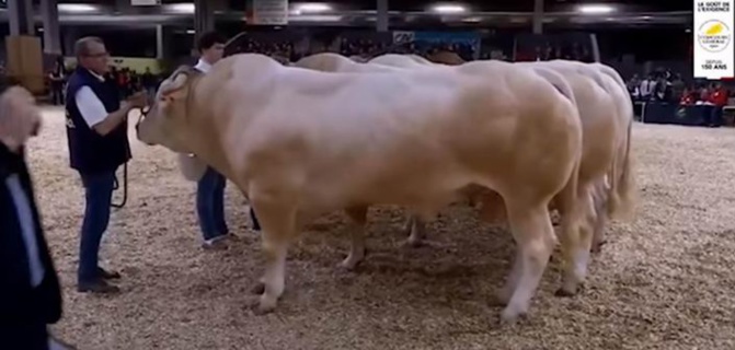 Concours de la blonde d'Aquitaine en 2020 (capture d'écran vidéo SIA) Concours de la blonde d'Aquitaine en 2020 (capture d'écran vidéo SIA)