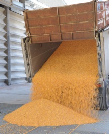 Manutention de maïs (Ph Maïsadour) Manutention de maïs (Ph Maïsadour)