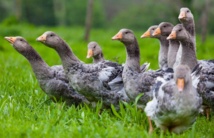 Oies en Périgord (DR) Oies en Périgord (DR)