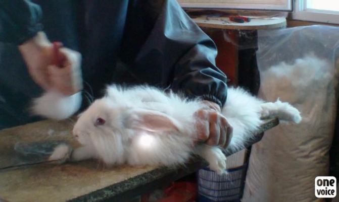  Mobilisation contre la souffrance du lapin angora