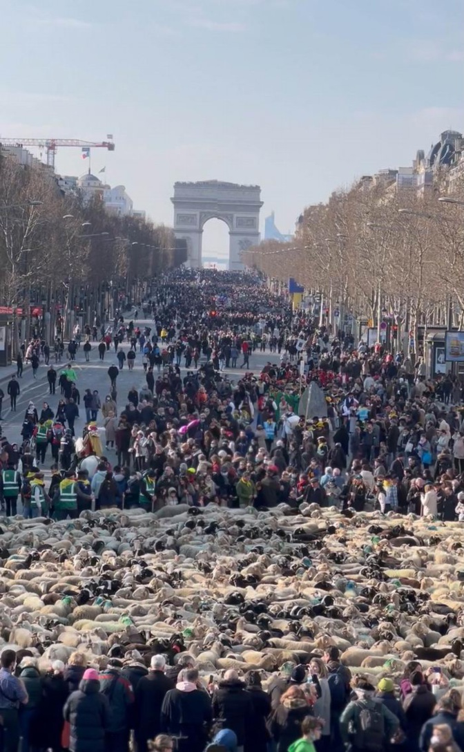 Paris:les brebis de la paix des champs