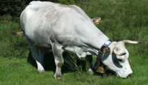 Un projet d'e-pastoralisme avec Agri SO (Ph FPA) Un projet d'e-pastoralisme avec Agri SO (Ph FPA)