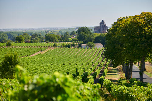 Vignoble de Charente (ph Aurélien Terrade-BNIC)