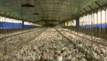 OGM, élevage en batterie:les Français veulent savoir selon France Nature Environnement