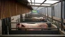 France Nature Environnement porte le dossier des porcheries devant le Conseil d'Etat