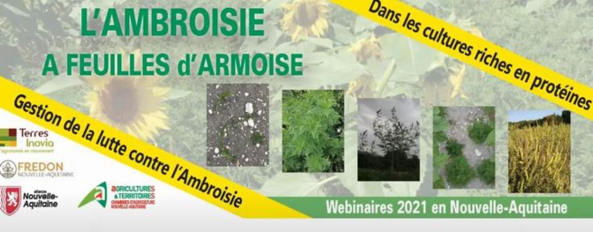 Mobilisation contre la méchante ambroisie 