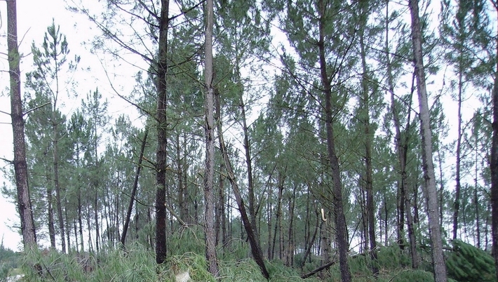 Le prix des forêts résiste à la crise