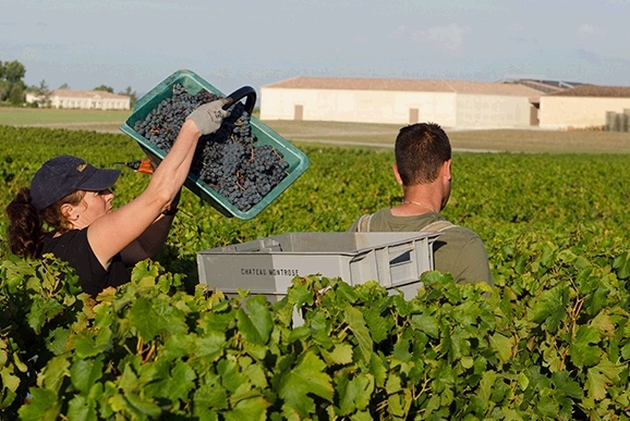 Château Montrose (Médoc): prochaines vendanges à l'espagnole