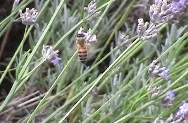 Abeilles sur lavande en Provence (ph Paysud)