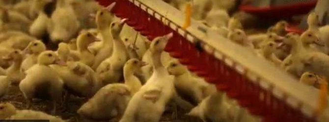 La production de canetons en danger (DR) La production de canetons en danger (DR)