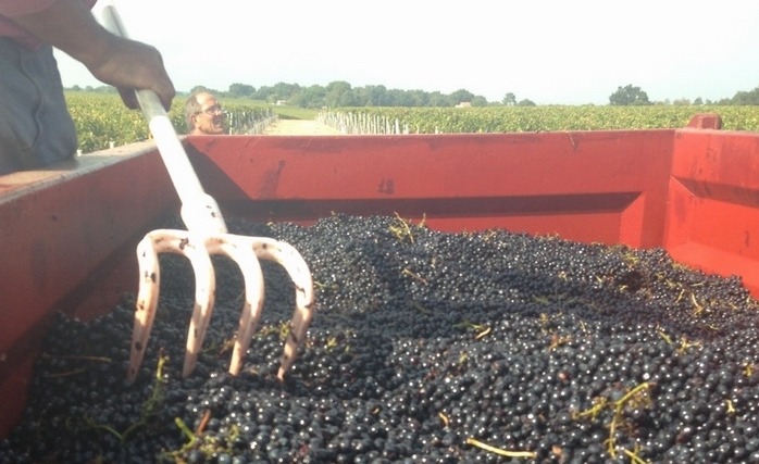 Vendanges prometteuses à La Tour de By (Médoc)