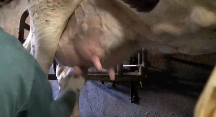 La traite (Ph copie écran vidéo CA 17) La traite (Ph copie écran vidéo CA 17)