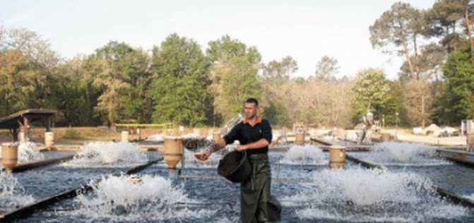 Pisciculture 