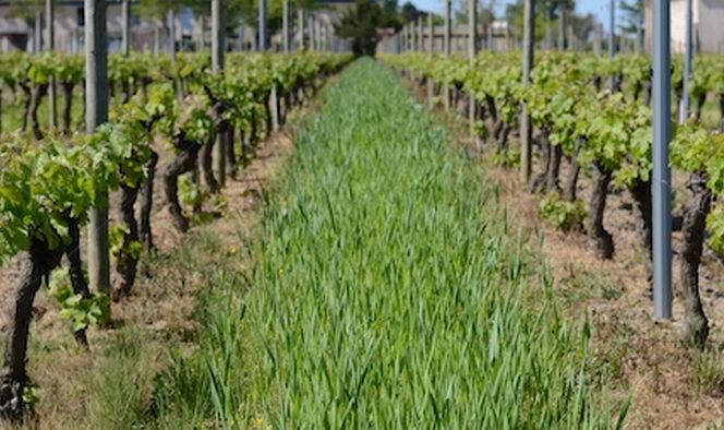 Le vignoble de demain au Vinopôle Bordeaux-Aquitaine