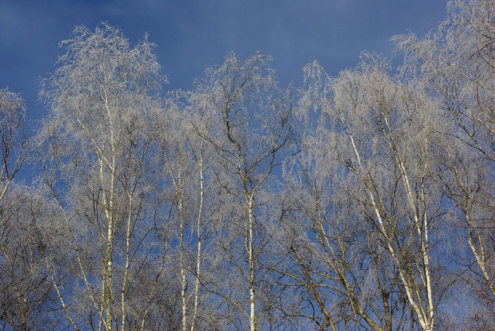 En attendant le réchauffement climatique...le givre