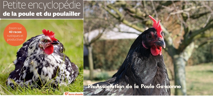 Le "dico de la poule," le manuel des amoureux des volailles d'antan Le "dico de la poule," le manuel des amoureux des volailles d'antan
