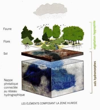 La zone humide (Guide Bordeaux-Métropole)